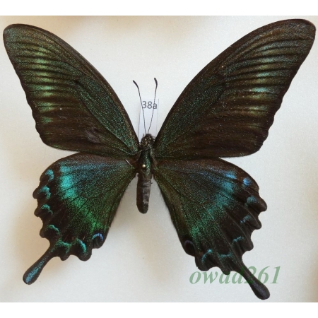 Papilio maackii Menetries, 1859 male ex. ovo China 97mm38a